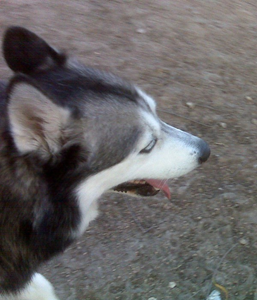 Kema - Dog Park - October October 10th 2008 05.jpg